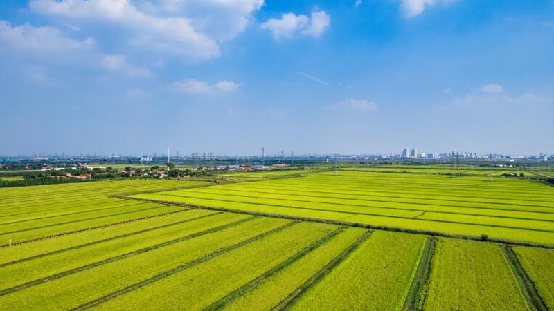 乡村旅游规划方案：打造乡村振兴的美丽蓝图
