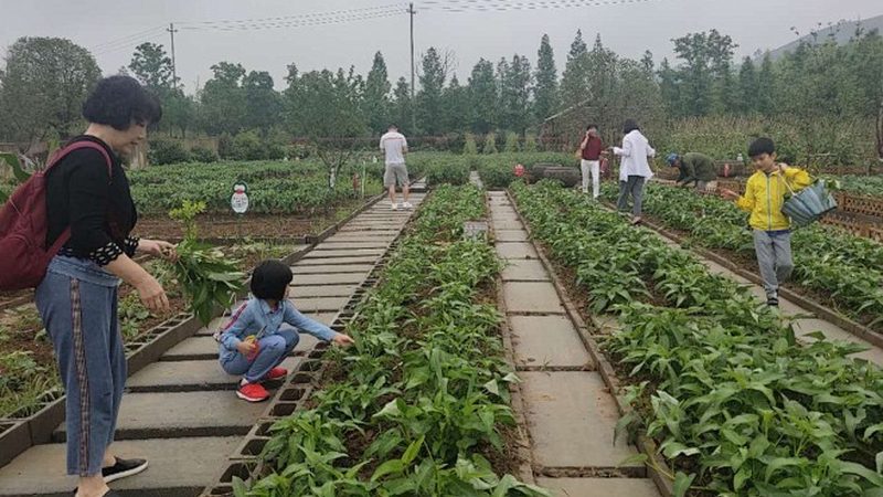 农产品批发供应链管理：规范背后的逻辑与挑战**