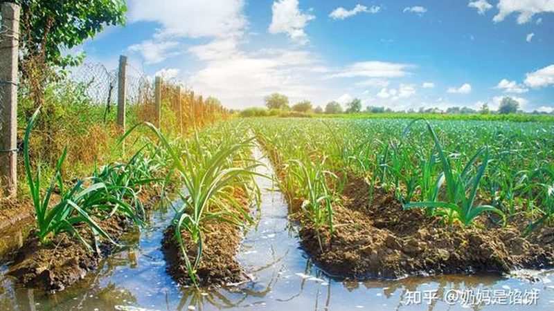 大棚保温被：如何选择优质产品，保障农业生产效率**