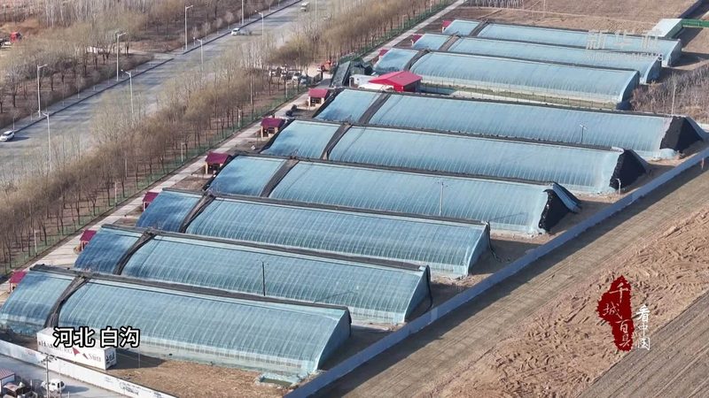 河南农资批发基地：物流配送流程解析**